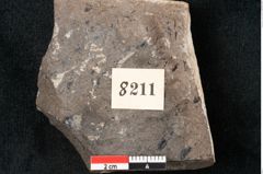 Foto (Detailansicht) von Callitris brongniartii Endl. (NHMW-GEO-2024-0188-8211)